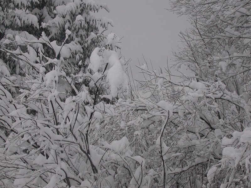 Winter in Bohinj, Slovenia - 02.JPG